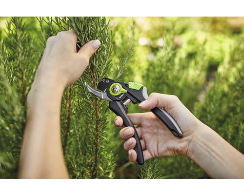 Osoba stříhá rozmarýnový keř zahradnickými nůžkami.