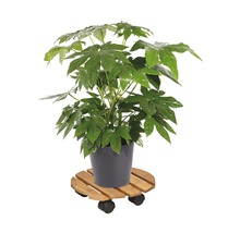 Pokojová rostlina Aralia v květináči na dřevěném vozíku na rostliny