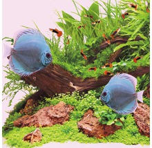 Akvárium s terčovci, živorodkami, rostlinami a kameny