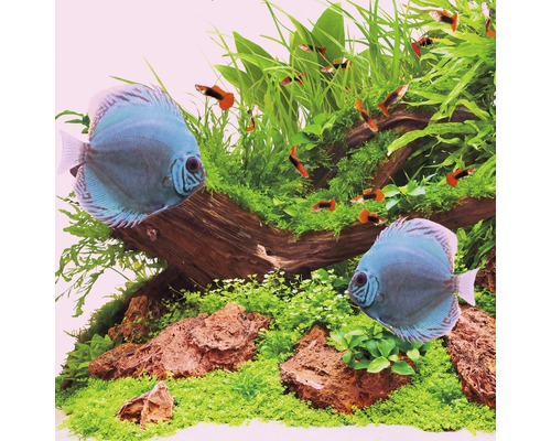 Akvárium s terčovci, živorodkami, rostlinami a kameny