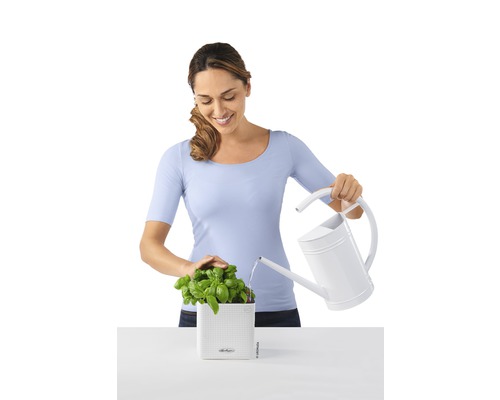 Žena zalévá bazalku v květináči konví