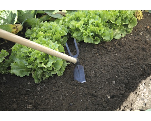 Zahradní motyka používaná mezi rostlinami salátu