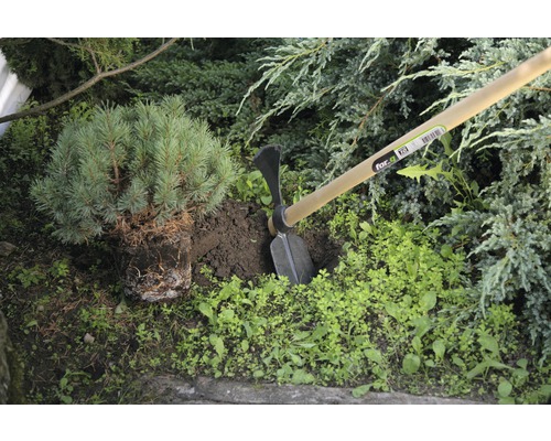 Scéna zahradničení s motykou a borovicí.