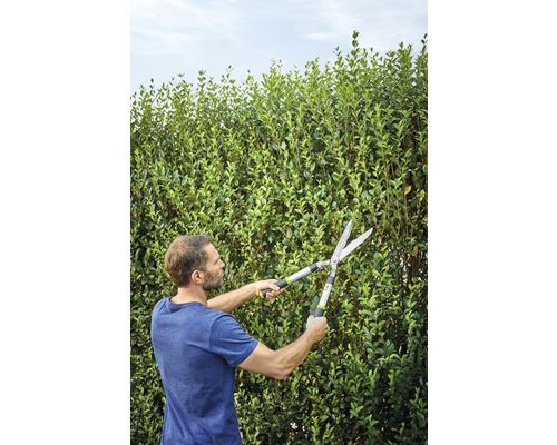 Muž stříhá živý plot nůžkami na živý plot