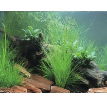 Akvárium s vodními rostlinami, kořenovým dřevem a kameny