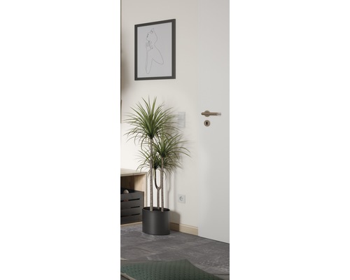 Dekorativní pokojová rostlina v moderně zařízeném pokoji