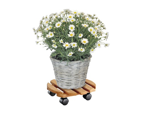 Sedmikrásky v košíku na kolečkách na rostliny