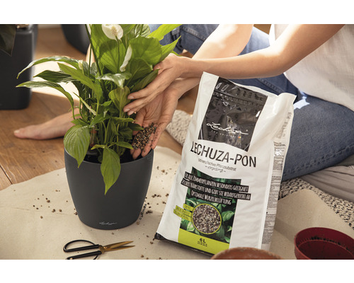 Žena sází pokojovou rostlinu s Lechuza Pon do květináče