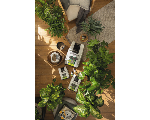 Pokojové rostliny a substráty pro rostliny Lechuza Pon na dřevěné podlaze