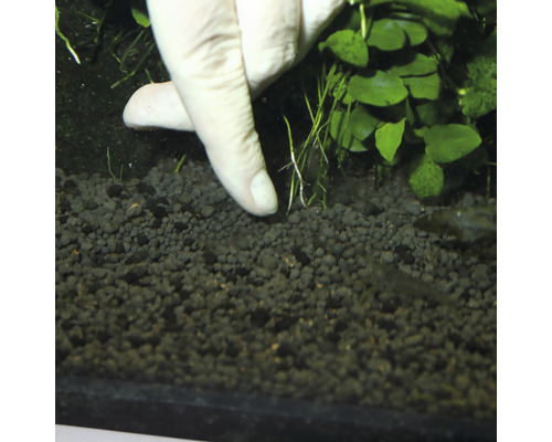 Sázení vodních rostlin do akvarijního štěrku