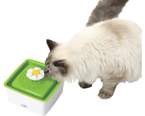 Kočka pije z fontány pro kočky s květinovým nástavcem