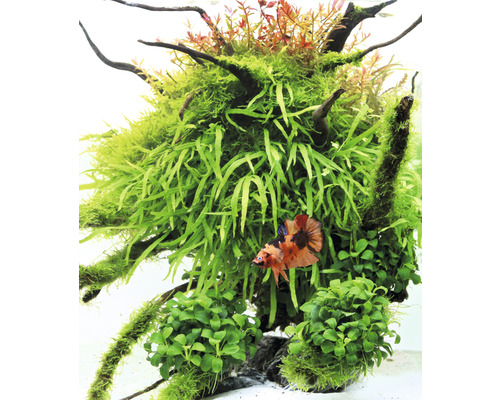 Akvárium s vodními rostlinami a okrasnou rybou