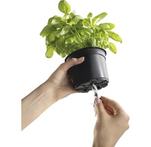 Osoba připevňuje knot k květináči s bazalkou pro zavlažování