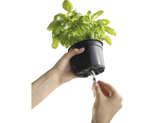 Osoba připevňuje knot k květináči s bazalkou pro zavlažování