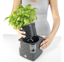 Žena vkládá bazalku do samozavlažovacího květináče