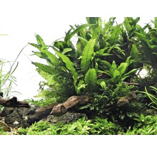 Akvarijní rostliny na kořenovém dřevě a kamenech