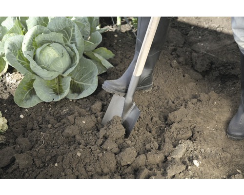 Zahradničení s rýčem vedle rostliny zelí