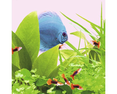 Akvarijní rostliny s terčovcem a živorodkami