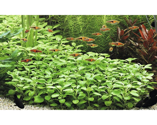 Akvarijní rostliny a ryby ve sladkovodním akváriu