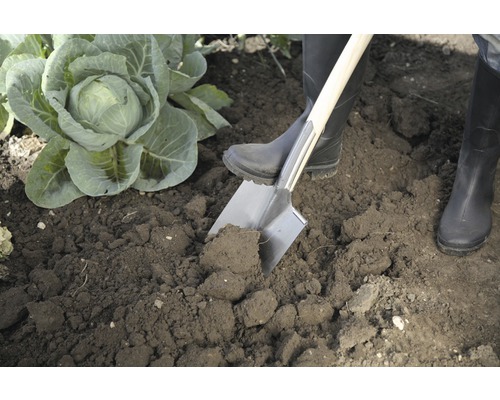 Osoba v zahradě, která rýčem obrací půdu, vedle hlávky zelí