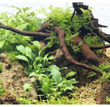 Detailní záběr akvária s rostlinami, dřevem a kameny.