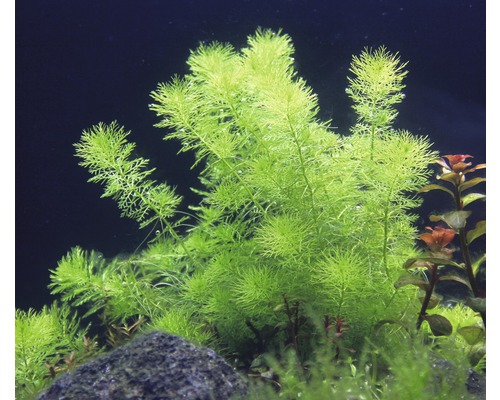 Akvarijní rostlina s jemnými listy