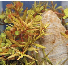 Vodní rostliny v akváriu s kamenem