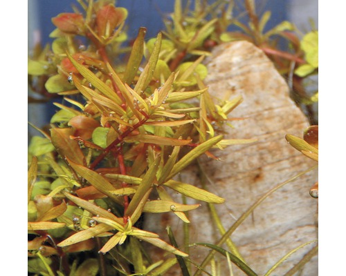 Vodní rostliny v akváriu s kamenem