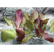 Dvě akvarijní rostliny Echinodorus bleheri v květináči