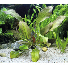 Akvárium s rostlinami Echinodorus a písčitým dnem