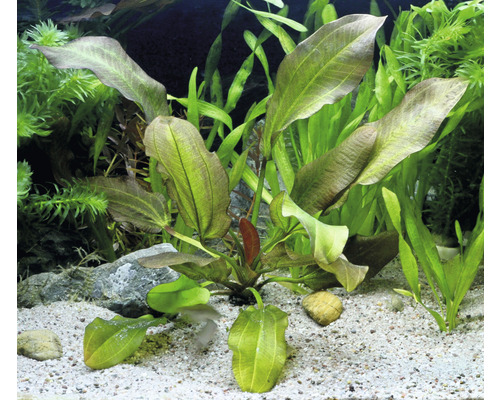 Akvárium s rostlinami Echinodorus a písčitým dnem