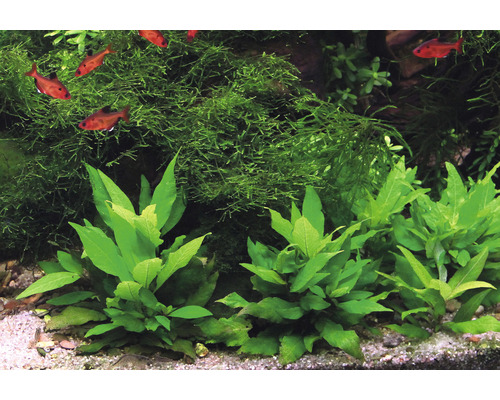Akvarijní rostliny a ryby v akváriu