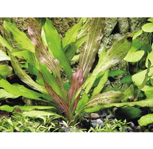 Akvarijní rostlina Echinodorus bleheri v akváriu