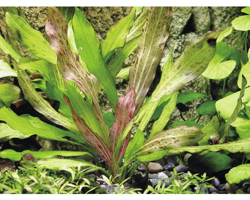 Akvarijní rostlina Echinodorus bleheri v akváriu