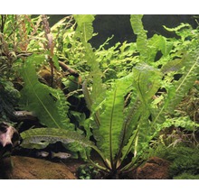 Akvárium s vlnitými vodními rostlinami a rybami