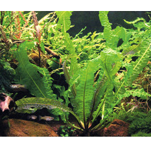 Akvárium s vlnitými vodními rostlinami a rybami