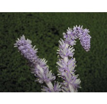 Detail kvetoucí rostliny