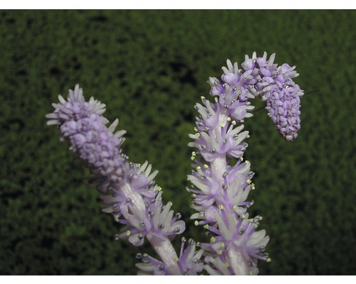 Detail kvetoucí rostliny