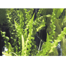 Detailní záběr vlnitého jávského kapradí pro akvárium