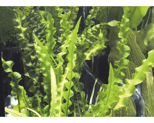 Detailní záběr vlnitého jávského kapradí pro akvárium