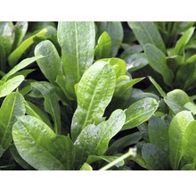 Detailní pohled na listy akvarijní rostliny