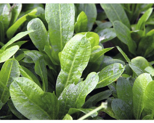 Detailní pohled na listy akvarijní rostliny