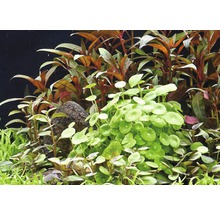 Akvárium s vodními rostlinami a kamenem