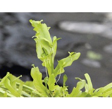 Ceratopteris thalictroides rostlina do akvárií