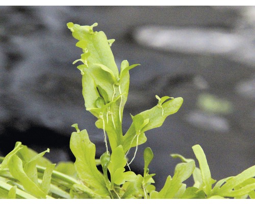 Ceratopteris thalictroides rostlina do akvárií