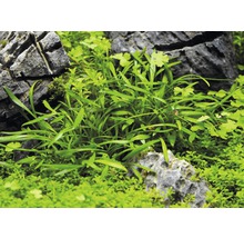 Akvarijní rostliny mezi kameny