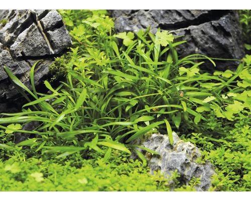 Akvarijní rostliny mezi kameny