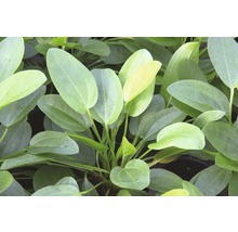 Akvarijní rostlina s oválnými listy