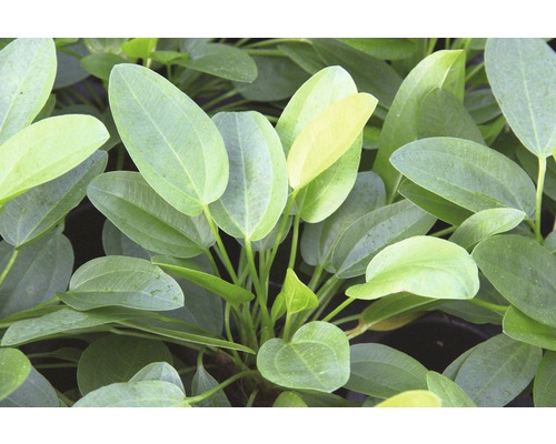 Akvarijní rostlina s oválnými listy