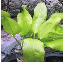 Akvarijní rostlina se zelenými listy